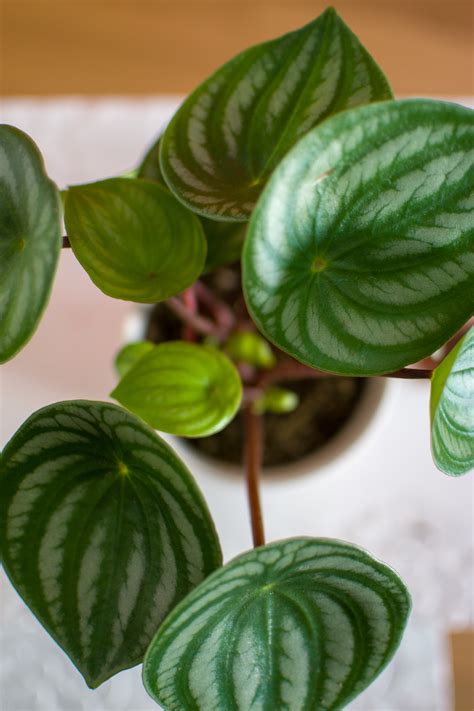 In fact you can grow peperomia anywhere at your home. Plant-o-Pedia: Watermelon Peperomia | Justina Blakeney in ...