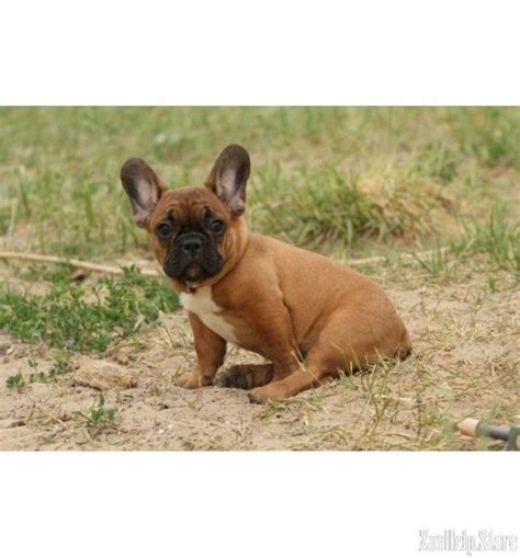 Fan page for frenchie enthusiasts who own, love, want, or admire frenchies. french bulldog louisiana