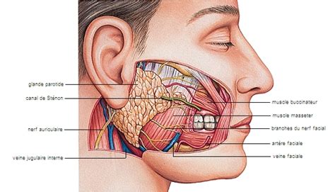 Une chirurgie d'ablation de la glande (avec analyse microscopique pendant l'intervention ou analyse. Encyclopédie Larousse en ligne - glande salivaire