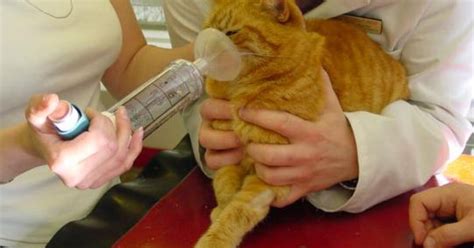 These conditions should not be confused with diabetes insipidus which is clinically distinct and not related to hype. Management of feline diabetes mellitus | Veterinary Practice