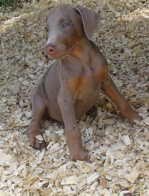 Below is a sample search of our doberman pinscher breeders with puppies for sale. Blue Doberman Puppies For Sale Texas - All You Need Infos