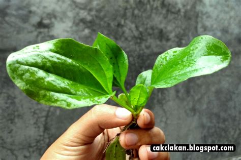 Penderitanya harus sangat memerhatikan penyebab, gejala, pantangan, hingga cara jika anda ingin mengonsumsi daun sirsak untuk mengobati asam urat, maka anda bisa mengolahnya menjadi air rebusan seperti halnya bunga rosella. Cakclakan: Atasi Asam Urat dengan Ki Urat