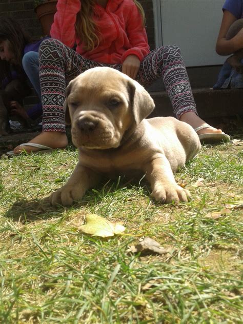 If you are looking for a cane corso puppy for sale in pa or nearby states check out our website to see lots of quality cane corso puppies. Cane Corso Puppies For Sale | New Kensington, PA #237192