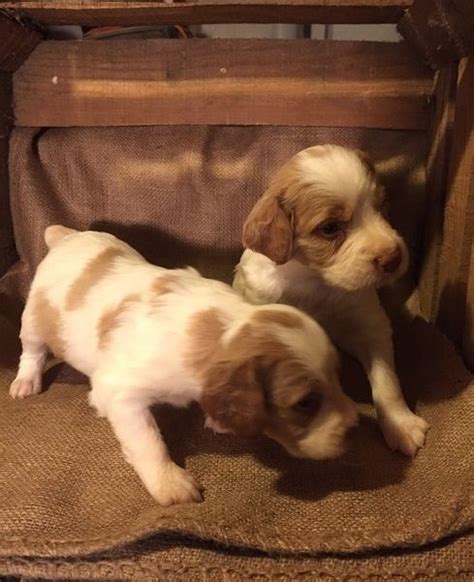 Find the perfect brittany puppy for sale in texas, tx at puppyfind.com. Brittany Puppies For Sale | New York, NY #164906 | Petzlover