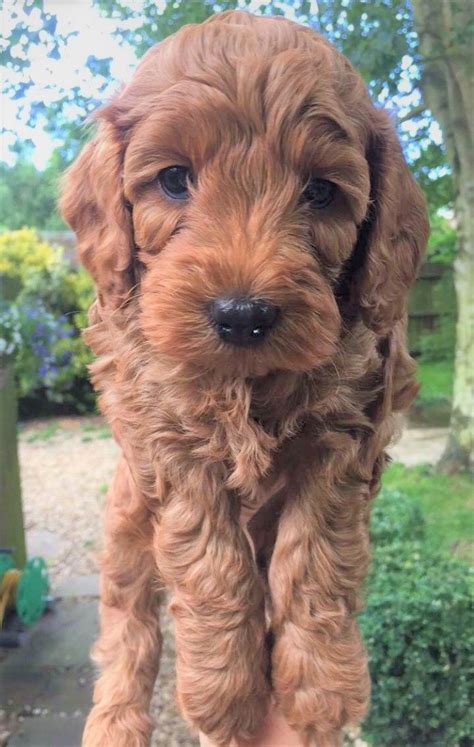 The cockapoo is one of the very first designer breeds. Gorgeous Red Cockapoo Puppies for sale | Nottingham ...