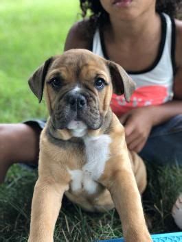 The english bulldog is an affectionate, loving companion breed with a sociable and sweet personality. Olde English Bulldogge | Puppies for sale, Lancaster ...