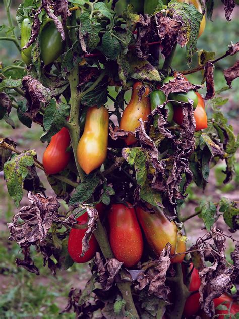 Die tomaten sind im frühherbst noch nicht reif und schimmeln oder verpilzen an der tomatenpflanze. Die Tomaten sind reif Foto & Bild | pflanzen, pilze ...