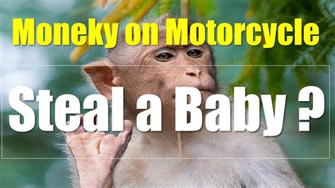 Monkey riding a motorcycle in jakarta indonesia | velvet culture. Monkey is stealing a baby while riding a motorcycle ...