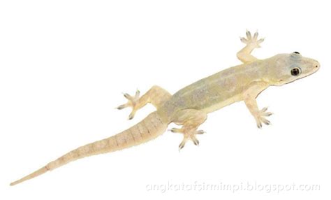 Mimpi hamil dalam islam, apakah maknanya menurut ulama? Mimpi Cicak Togel