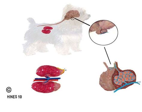 A veterinary surgeon will diagnose cushing's initially from the appearance of a dog on examination, and from the dog's health while these won't help treat cushing's disease, they may help with getting issues such as poor skin to improve more rapidly. Cushings Disease In Your Dog (Hyperadrenocorticism) What ...