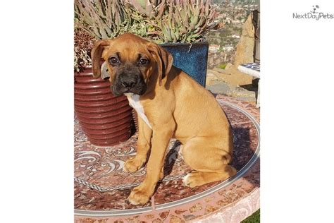 I rescued this puppy at 10 weeks old. Boxer puppy for sale near San Diego, California ...