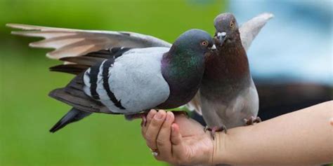 Kata pertama merupakan nama marga (genus), sedangkan kata kedua, merupakan petunjuk spesies atau petunjuk jenis. 8 Makanan Burung Merpati Berkualitas Agar Sehat dan Bugar ...