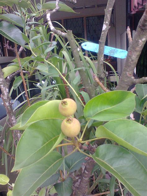 Find calories, carbs, and nutritional contents for buah lai and over 2,000,000 other foods at myfitnesspal. TaMAn TEmPErATe: Buah Lai Shinko .( Asean Pear ) Umur 2 ...