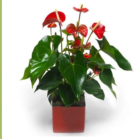 Piante e fiori dalla A alla Z - Piante appartamento ...