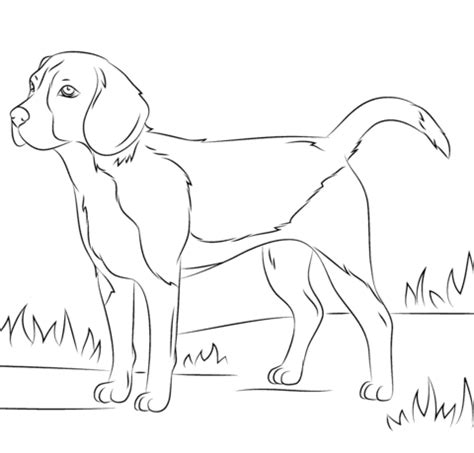 You can get the pictures of beagle on beagle coloring pages free full documents. Beagle dog Coloring page | Free Printable Coloring Pages ...