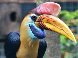 Burung Kenyalang In Tamil