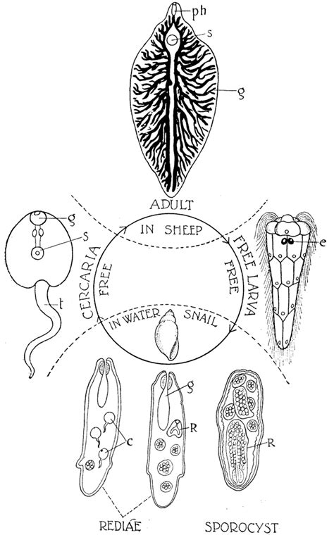 Liver fluke is caused by a parasite fasciloa hepatica. Liver Fluke Life Cycle | ClipArt ETC