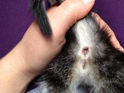 In diesem stadium ragt bei allen babys etwas hervor. Katzenbaby Geschlechtsbestimmung (Katzen, Geschlecht)