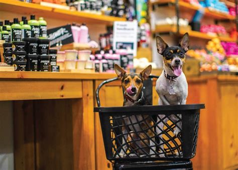 In general, pets are not permitted on the park's hiking trails, in the backcountry, or in the forests and fields. Pet-Friendly Stores | Pet friendly stores, Pets, Dog friends