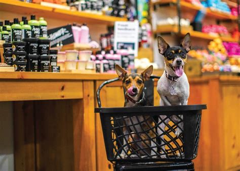 Bring your pet to a vet that truly cares! Pet-Friendly Stores | Pet friendly stores, Pets, Dog friends