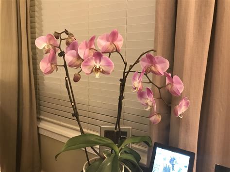 4102 orange ave unit 126 • long beach, ca • 90807. My orchid has 4 flower stalks with 25 blooms some not ...