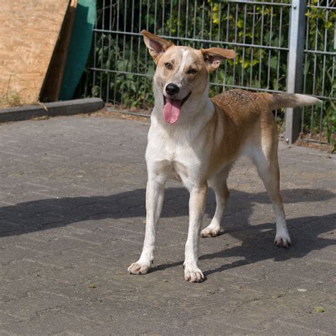 Ebenso wird bei hunden ab einem jahr ein schnelltest auf mittelmeerkrankheiten durchgeführt. Junge Hunde suchen ein Zuhause - Castrop-Rauxel