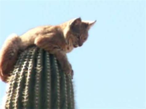 How can we improve the existing moving creatures of minecraft? Bobcat atop Saguaro Cactus in Gold Canyon, AZ - YouTube