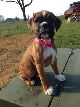 Searching for boxer dogs and boxer puppies and young adults family pet in florida state adopt buy purchase own looking brindle fawn black mask flashy brindle american boxer puppies is brought to you by win and david sheldon. Boxer puppy for sale in CHAMBERSBURG, PA. ADN-51647 on ...