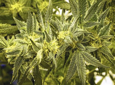 Doctor urges focus on how best to use medical marijuana - Chicago Tribune
