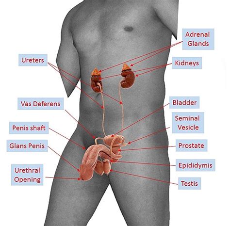 Check out the lists below, and don't worry about memorizing everything! Sex organ - Simple English Wikipedia, the free encyclopedia