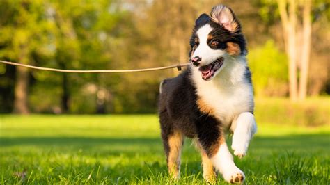 The direct use of a park system by residents 4. Englewood considering off-leash dog park changes | 9news.com
