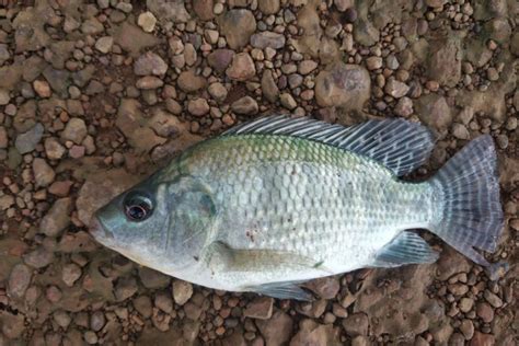 The us is considered to be the largest importer of farmed tilapia with most of that fish (estimated at 40 percent) being imported from china. Tilapia: How an invasive fish came to dominate our ecology ...
