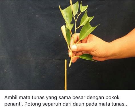 Kebaikan baja lengkap ini kepada pokok durian: Cantuman Anak Pokok Durian Cara Ini Berjaya 100% - IMPIANA