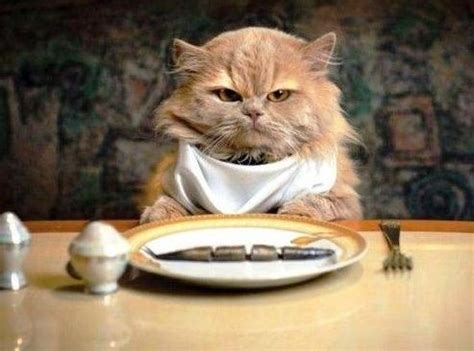 Apakah kalau di datangi kucing langsung manja ini merupakan sebuah bahasa dari meong untuk menyampaikan sesuatu ? Kenapa Kita Selalu Rasa Nak Marah Bila Kita Lapar? Biar ...