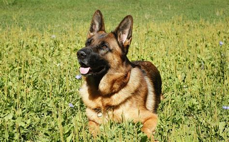 Well, it may be a lot faster than you think! Doberman Vs German Shepherd: Which Dog Breed Wins The Battle?