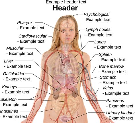 The head consists of two parts: What Organ Is Located In Lower Back Of Head / Major Organs ...