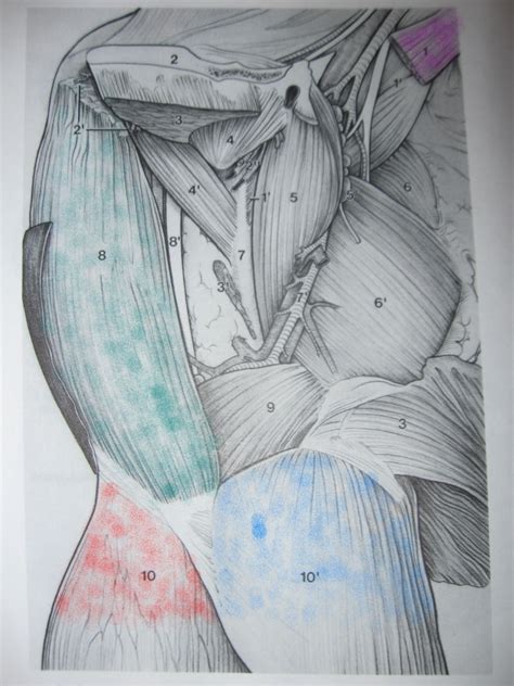 Jan 11, 2011 · the motor roots carry impulses from the spinal cord to the muscles. Groin Muscle Injuries - Anatomy | Dr. Mel Newton