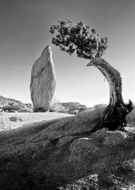 He was the only child of charles and. Art et glam: Ansel Adams, ses légendaires photos de l ...