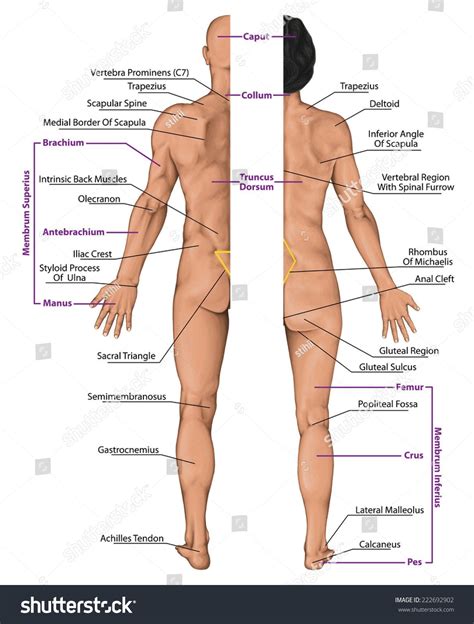 Find the perfect female body diagram stock illustrations from getty images. Male Female Anatomy Diagrams . Male Female Anatomy ...