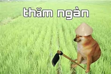 Mặc nguyên quần áo ngủ, anh phóng xe máy từ phố khâm thiên đến nhà bác, cách nhau 500 m. Cậu vàng thăm ngàn trong 2020 | Funny memes, Meme, Chuyện cười