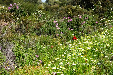 The range is a unesco biosphere reserve. Amit Bar Art - Carmel wild flowers