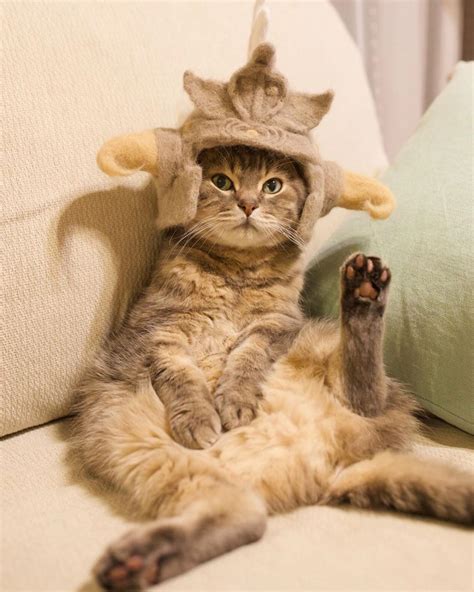 We did not find results for: Three Cats in Japan Have a Closet Full of Custom-Made Hats ...