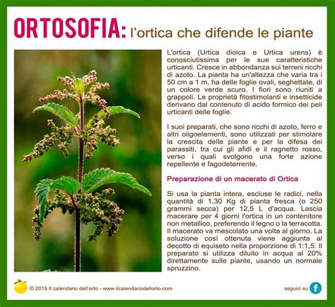 Nelle schede sono poi riportate le caratteristiche per l'identificazione, l'habitat, la distribuzione geografica, i principi attivi di tossicologia e velenosità . l'ortica che difende le piante | Orto, Orto in giardino ...