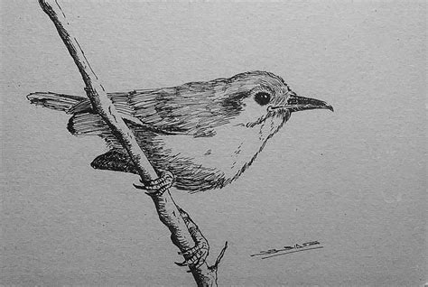 Gabriel deck profile page, biographical information, injury history and news. "Tacuarita" - Ink on cardboard. | Arte de aves, Arte, Aves