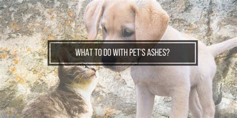 Some dog owners choose to spread the ashes in a garden or park, place the ashes in an urn, while others choose to transform some of the ashes into jewellery, such as a dog ashes necklace. What to do with pet's ashes?