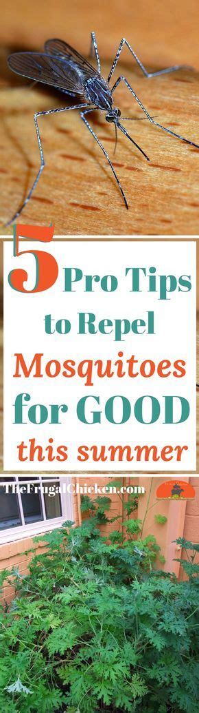 A lawn with chickens can be a healthier lawn, especially if there hasn't been much rainfall! 5 Pro Tips To Repel Mosquitos For Good This Summer ...