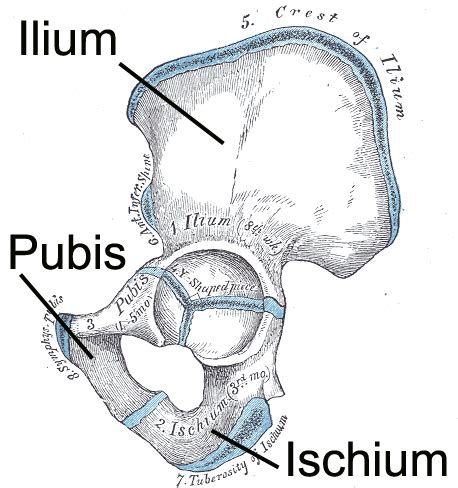 Related online courses on physioplus. Pubis Anatomy - Anatomy Drawing Diagram