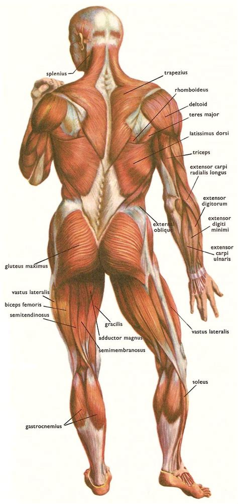 Your body sends more blood to your skin and away from your muscles. Pin by Daphnidoodle on Drawing | Body anatomy, Body muscle ...