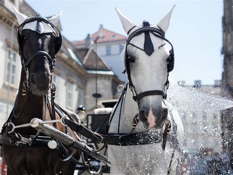 Nicht einmal bei mehr als 35 grad hitze, wie eine messung mit einer wärmebildkamera zeigte, wird den pferden in städten derzeit eine auszeit gegönnt. Drohung: Wiener Fiaker wollen bei Verbot ihre Pferde töten ...