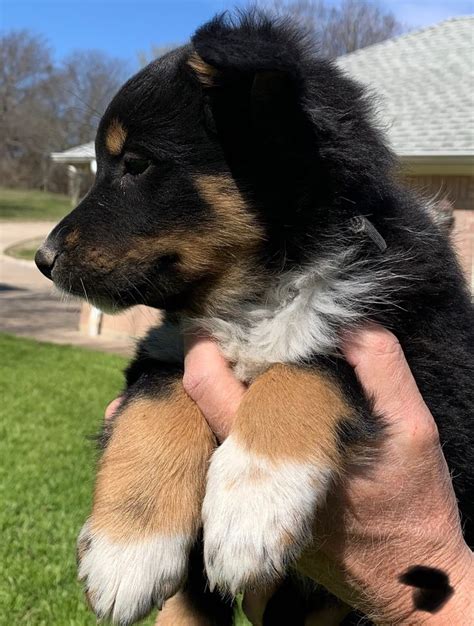 To learn more about each adoptable dog, click on the i icon for some fast facts or click on their name or photo for full details. Rocky in 2020 | Puppies, Puppy adoption, English shepherd ...
